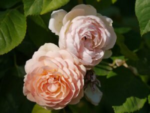 Rosa 'Sweet Juliet' (Austin),  Garten Pecoraro-Schneider