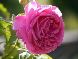 Rose 'Madame Isaac Pereire', Garten Pecoraro-Schneider