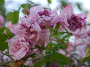 Rosa 'May Queen', Garten Pecoraro-Schneider