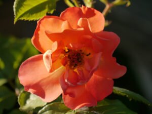 Rose Westerland im Giardino segreto im Garten Pecoraro-Schneider