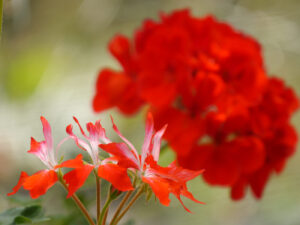 verschiedene Pelargonien in der tuin de bosuil, Willemien und Gerrit Graven