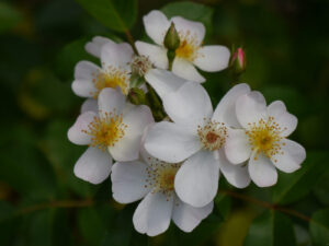 Rosa 'White Fleurette', nach Enkelin benannt, Tuin de bosuil, Graven