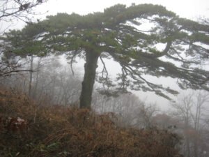 Heihusong Kiefer aus dem Huangshan Gebirge