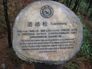 Die Kiefer Tuanjiesong im Huangshan Gebirge