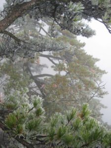 Pinus hwangshanensis, gelbe Bergkiefer in höheren Lagen des Huangshan Gebirges