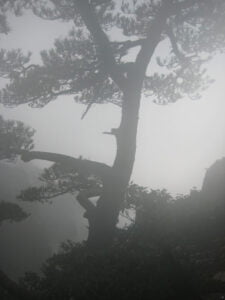Nebel im Huangshan Gebirge in China