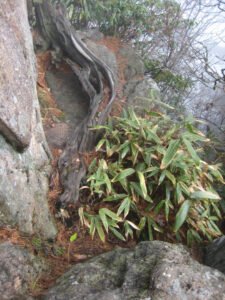 Sasaella ramosa. Synonym: Pleioblastus viridistriatus 'Vagans', bodendeckender Bambus im Huangshan  Gebirge