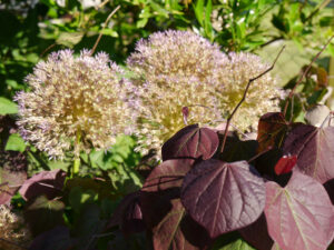 Cercis und Allium im Garten Renate Stengel 