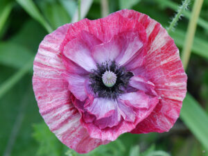 Papaver rhoeas 'Mother of Pearl', Garten Renate Stengel