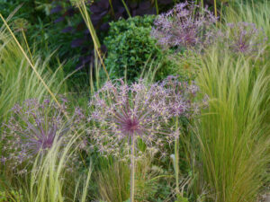 Allium christophii, Nassella tenuissima im Garten Renate Stengel