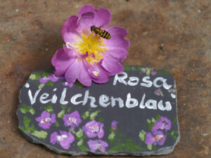 Neue Namensschilder von Karin Berends-Lüürßen  für meine Rosen gemalt in Wurzerlsgarten