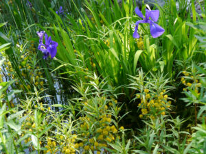 Sumpf-Felberich und -Iris sind ein farblich schönes Paar im Teich von Wurzerlsgarten