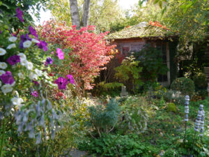 Euonymus alatus und andere Gehölze erreichen im Oktober den Höhepunkt ihrer Herbstfärbung. 