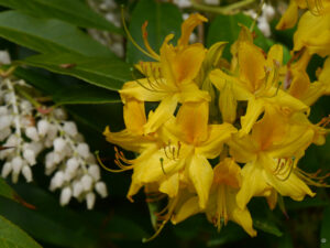 Rhododendren und Azaleen im Schlosspark Lütetsburg