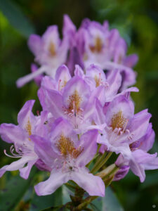 Rhododendren und Azaleen im Schlosspark Lütetsburg