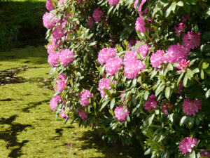 Rhododendronblüte im Schlosspark Lütetsburg