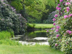 Rhododendronblüte im Schlosspark Lütetsburg