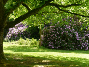 Rhododendronblüte im Schlosspark Lütetsburg