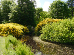 Rhododendronblüte im Schlosspark Lütetsburg