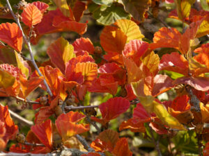 Hamamelis vernalis 'Washington Park', Herbstfärbung