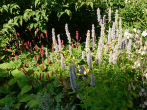 Agastache 'Blue Fortune', Persicaria amplexicaulis 'Firetail' ADA