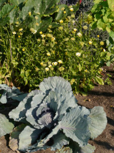 Calendula officinalis, Ringelblume und Rotkohl, ADA