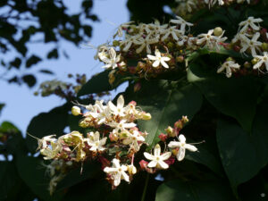 Clerodendron trichotomum, ADA