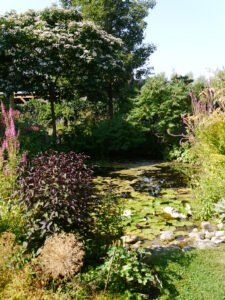 Teich mit dem japanischen Losbaum im Hintergrund aus dem Garten von Ada.