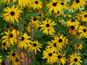 Rudbeckia fulgida 'Goldsturm', Persicaria amplexicaulis 'Rosea', ADA