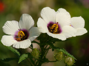 Hibiscus trionum, Stundenblume in Adas Garten
