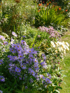 Aster frikardii 'Mönch', Chrysanthemum 'Apricot' und Allium millenium, ADA