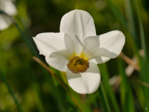 Narcissus 'Edna Earl', kleinkronige Narzisse,Hermannshof  Weinheim