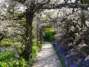 Der Wisteria-Gang des Hermannshofes