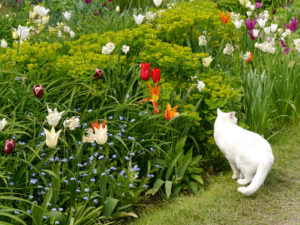 Tulpenblüte in den Freiflächen des Hermannshofs.