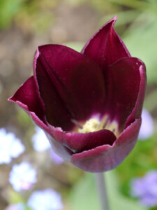 Tulipa 'Havran', Triumph-Tulpe, Hermannshof  Weinheim