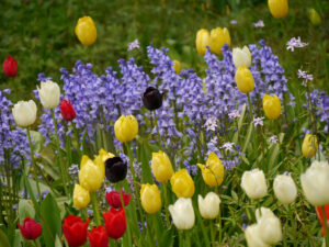 Die Tulpenblüte im Hermannshof