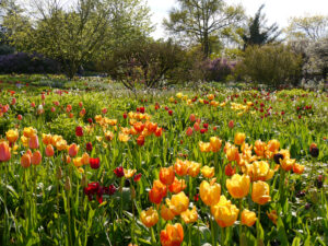 Tulpenblüte im Hermannshof