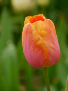 Tulipa 'Elisabeth Arden', Darwin-Hybr., Hermannshof  Weinheim