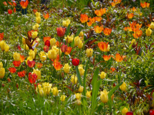 Tulpenfrühling im Hermannshof