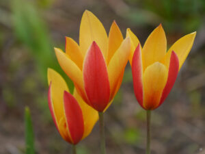 Tulipa clusiana var.chrysantha, Damen-Tulpe, Hermannshof  Weinheim