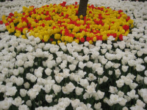 Das Tulpenfestival im April im Emirgan Stadtpark von Istanbul.