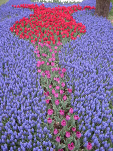 Das Tulpenfestival im April im Emirgan Stadtpark von Istanbul.