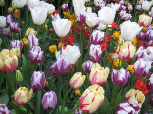 Das Tulpenfestival im April im Emirgan Stadtpark von Istanbul.
