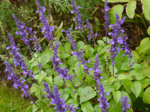 Salvia farinacea, Landidyll