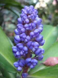 Dichorisandra thyrsiflora, Teneriffa