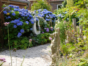 Blaue Hortensien im Garten Erna de Wolff