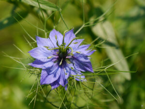 Nigella damascena, Wurzerlsgarten