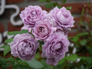 Rosa 'Novalis', Garten Hildegard Rave