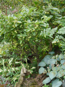 Malus 'Yellow Hornet', Zuwachs wird jährlich zurückgeschnitten, Garten Hildegard Rave