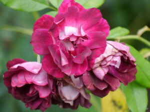 Rosa 'Burgundy Ice', Garten Hildegard Rave